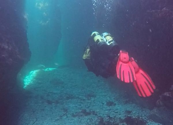 Diving for Marine Conservation Field Course Voucher